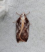 Slåpetornflatvikler (Acleris cristana)