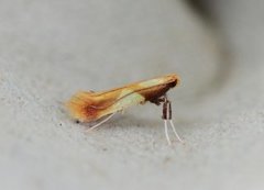 Caloptilia alchimiella