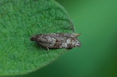 Grå bladvikler (Syndemis musculana)