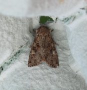 Åkerengfly (Apamea sordens)