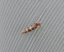 Argyresthia trifasciata