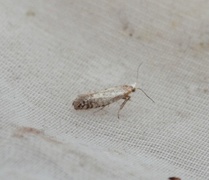 Argyresthia fundella