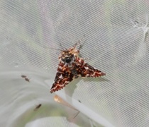 Rødt heifly (Anarta myrtilli)