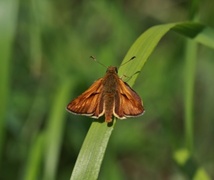 Engsmyger (Ochlodes sylvanus)