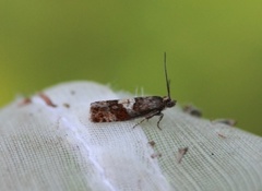 Blokkebærkveldvikler (Epinotia gimmerthaliana)