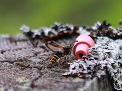 Bringebærglassvinge (Pennisetia hylaeiformis)