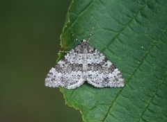 Grå bergmåler (Entephria caesiata)