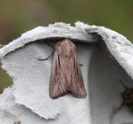 Kommagressfly (Leucania comma)