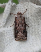 Brunpudret jordfly (Agrotis clavis)