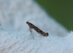 Caloptilia suberinella