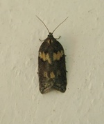 Seljeflatvikler (Acleris hastiana)