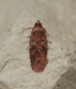 Agonopterix ciliella/heracliana