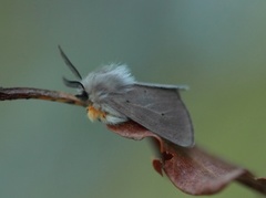 Gråbrun tigerspinner (Diaphora mendica)