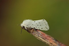 Punkttigerspinner (Spilosoma lubricipeda)