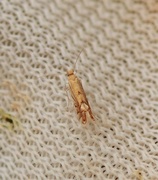 Phyllonorycter quercifoliella