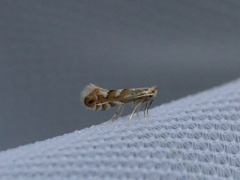 Phyllonorycter maestingella