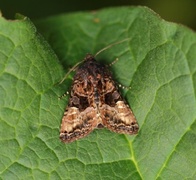 Lyktebærerfly (Euplexia lucipara)