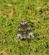 Askekveldfly (Craniophora ligustri)