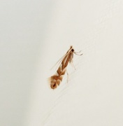 Phyllonorycter maestingella