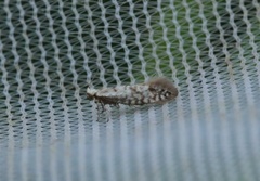 Argyresthia fundella