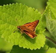 Engsmyger (Ochlodes sylvanus)