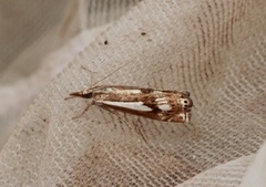 Myrnebbmott (Crambus alienellus)