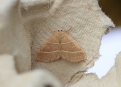 Olivenfly (Trisateles emortualis)