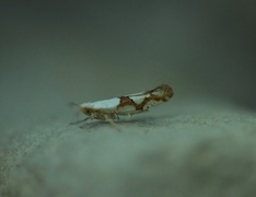 Argyresthia ivella