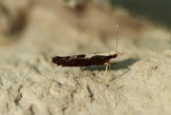 Argyresthia pulchella