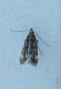 Dichomeris alacella