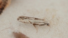 Hvit engvikler (Eucosma lacteana)