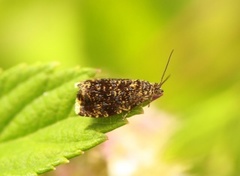 Spireaprydvikler (Celypha siderana)