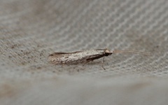 Coleophora hemerobiella