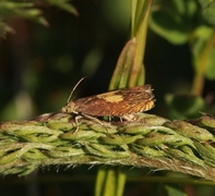 Oker rotvikler (Dichrorampha vancouverana)