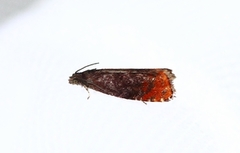 Fruktsolvikler (Pammene rhediella)