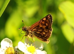 Gulflekksmyger (Carterocephalus palaemon)