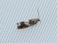 Øyekveldvikler (Epinotia subocellana)