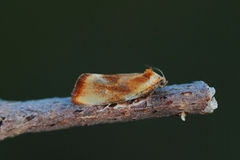 Skumringsvikler (Eulia ministrana)