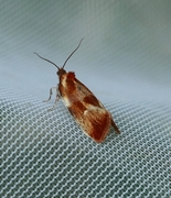 Skumringsvikler (Eulia ministrana)