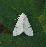 Hvitt kveldfly (Acronicta leporina)