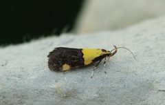 Oecophora bractella