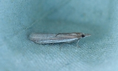 Gressmalmott (Anerastia lotella)