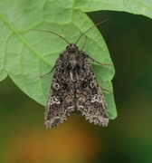 Kålfly (Mamestra brassicae)