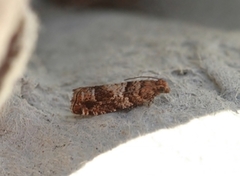 Epinotia pusillana