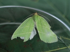 Eikebåtfly (Bena bicolorana)