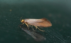 Crassa unitella