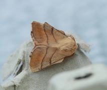 Okergul ringspinner (Malacosoma neustria)