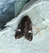 Svart hagefly (Melanchra persicariae)