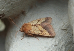 Gullfagerfly (Pyrrhia umbra)