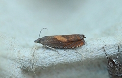 Oker rotvikler (Dichrorampha vancouverana)